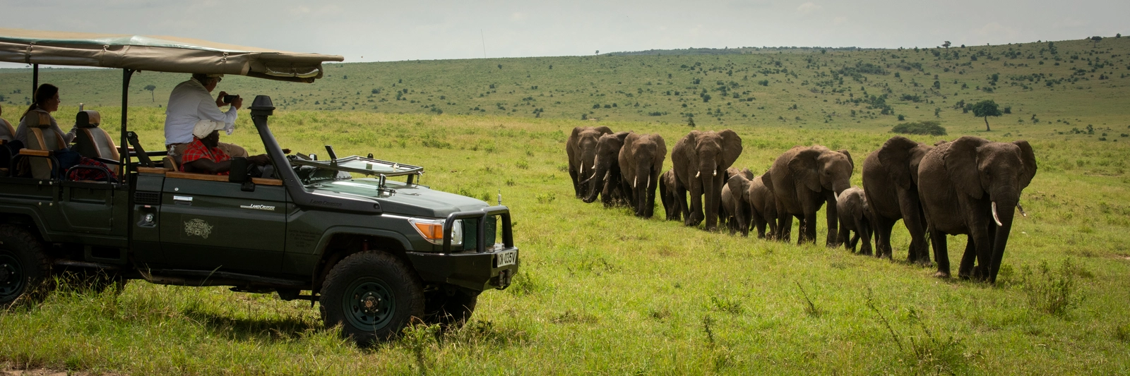 Guests in truck watch elephants walk past