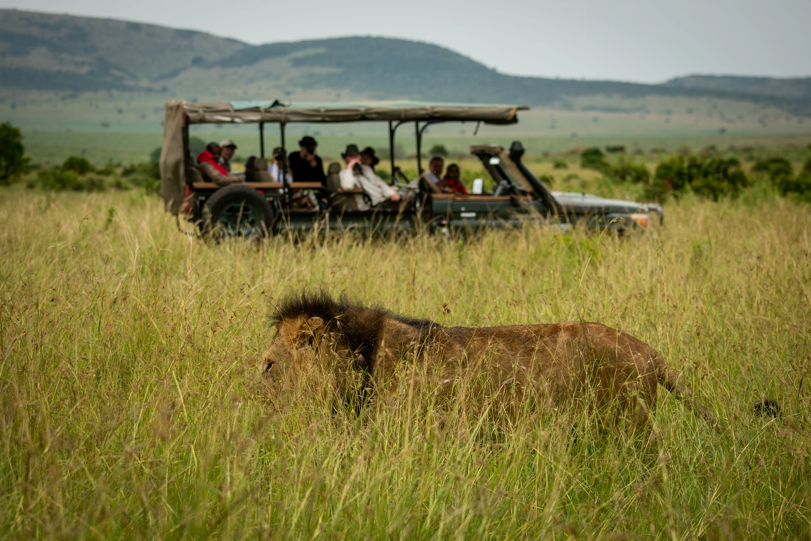 Guests in truck watch lion walk past