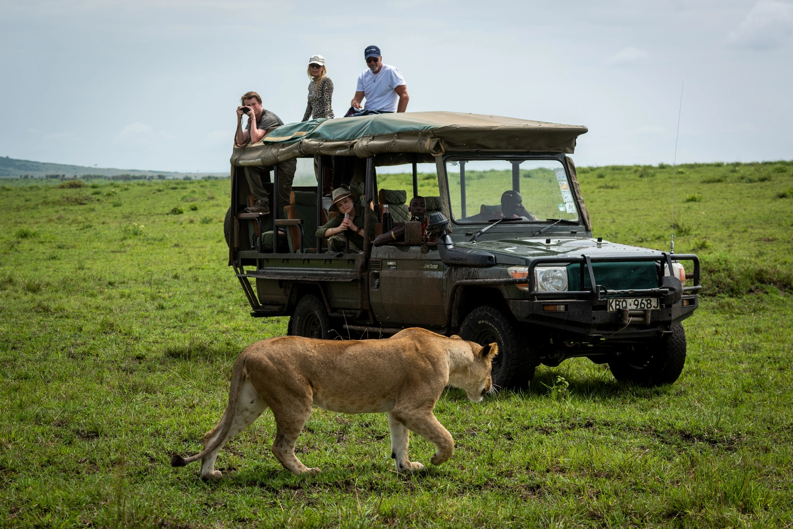 Guests in truck watch lioness walk past