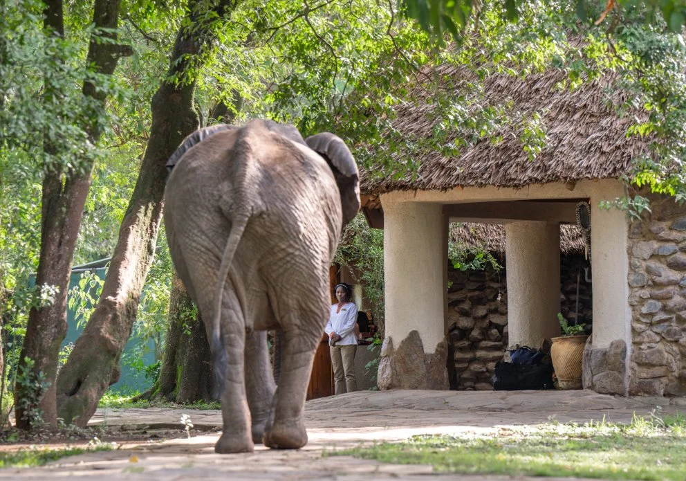 Elephants-in-camp-11