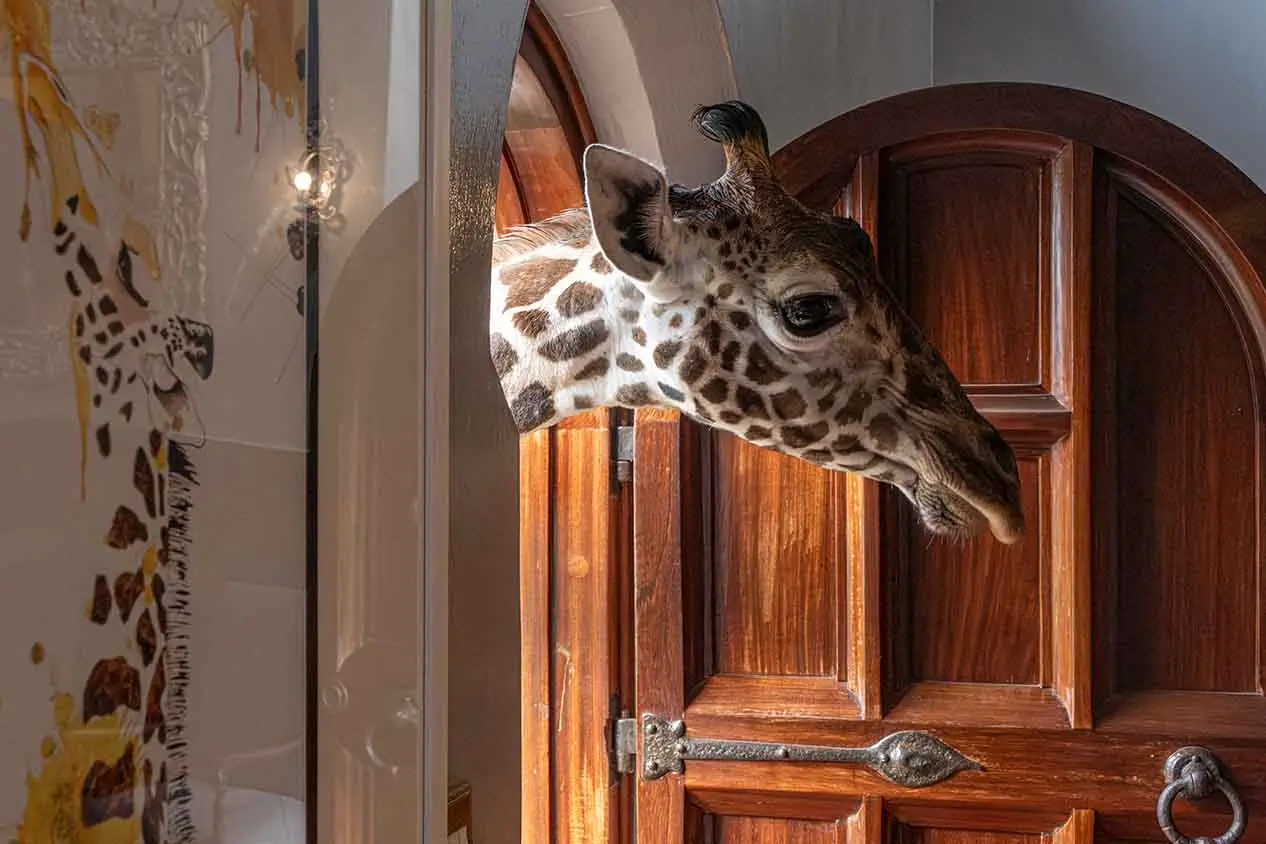 Giraffe-Manor-Giraffe-visits