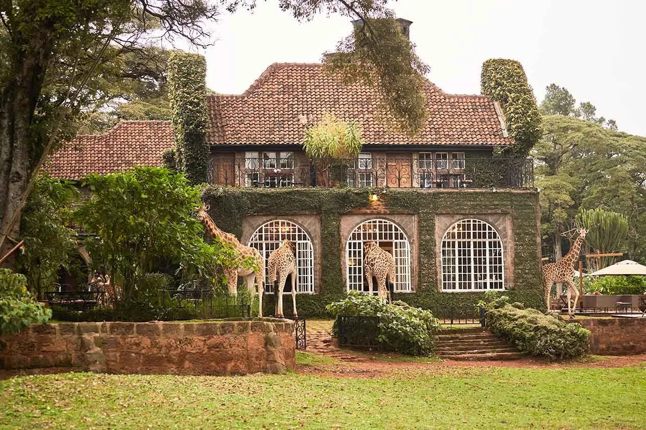 Giraffe-Manor-Girrafes-visiting-at-breakfast