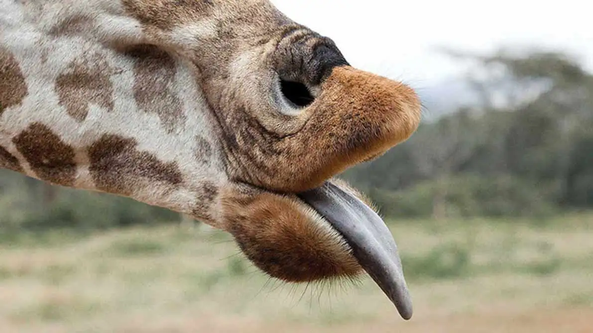 Lynns-Giraffe-Tongue-The-Safari-Collection