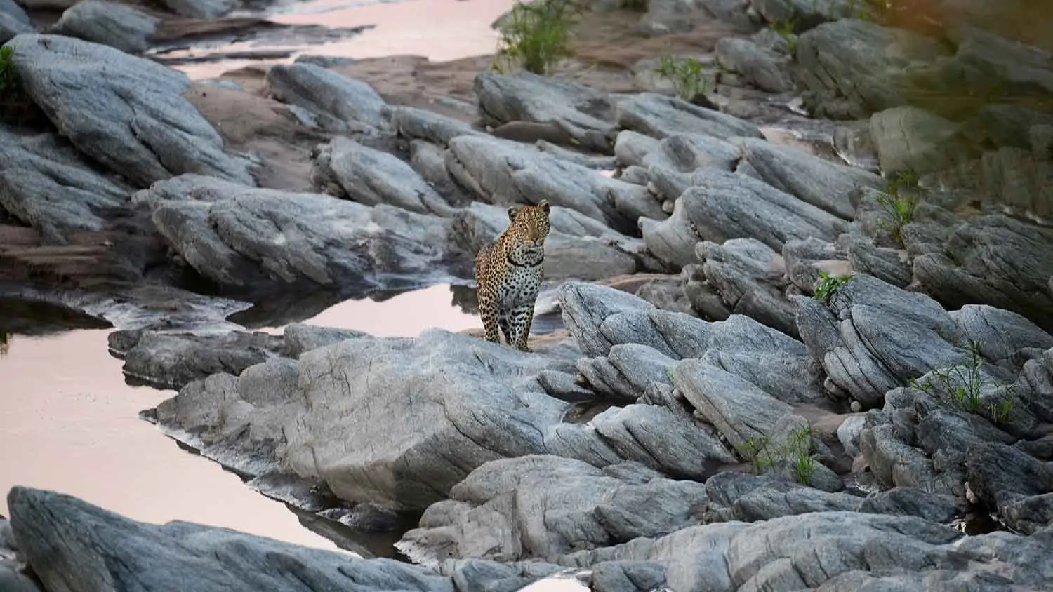 Salas-Camp-Wildlife-Leopard