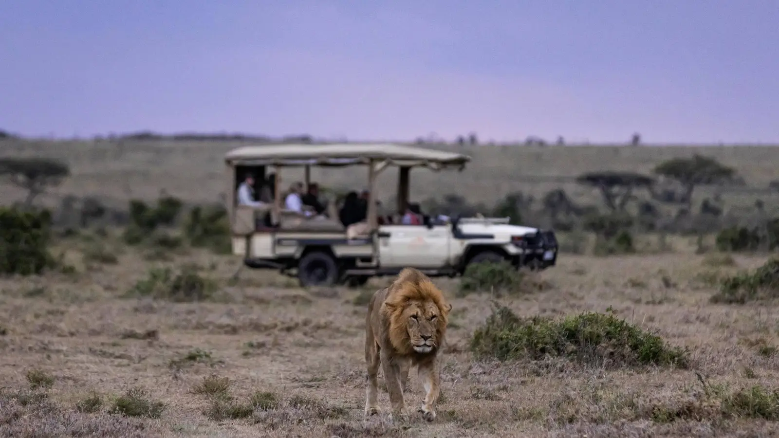 mahali-mzuri-game-drive-with-lions-4