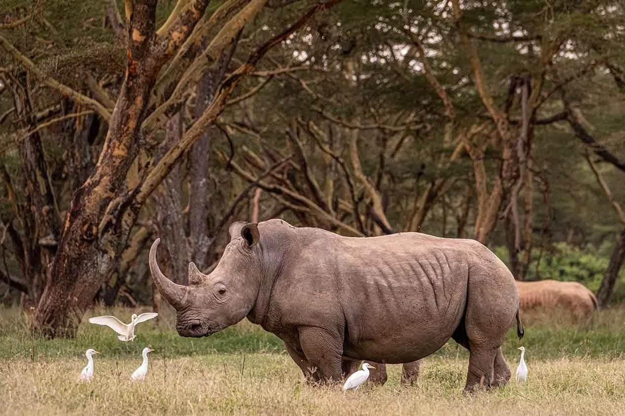 solio-lodge-ACTIVITIES-rhino-with-birds