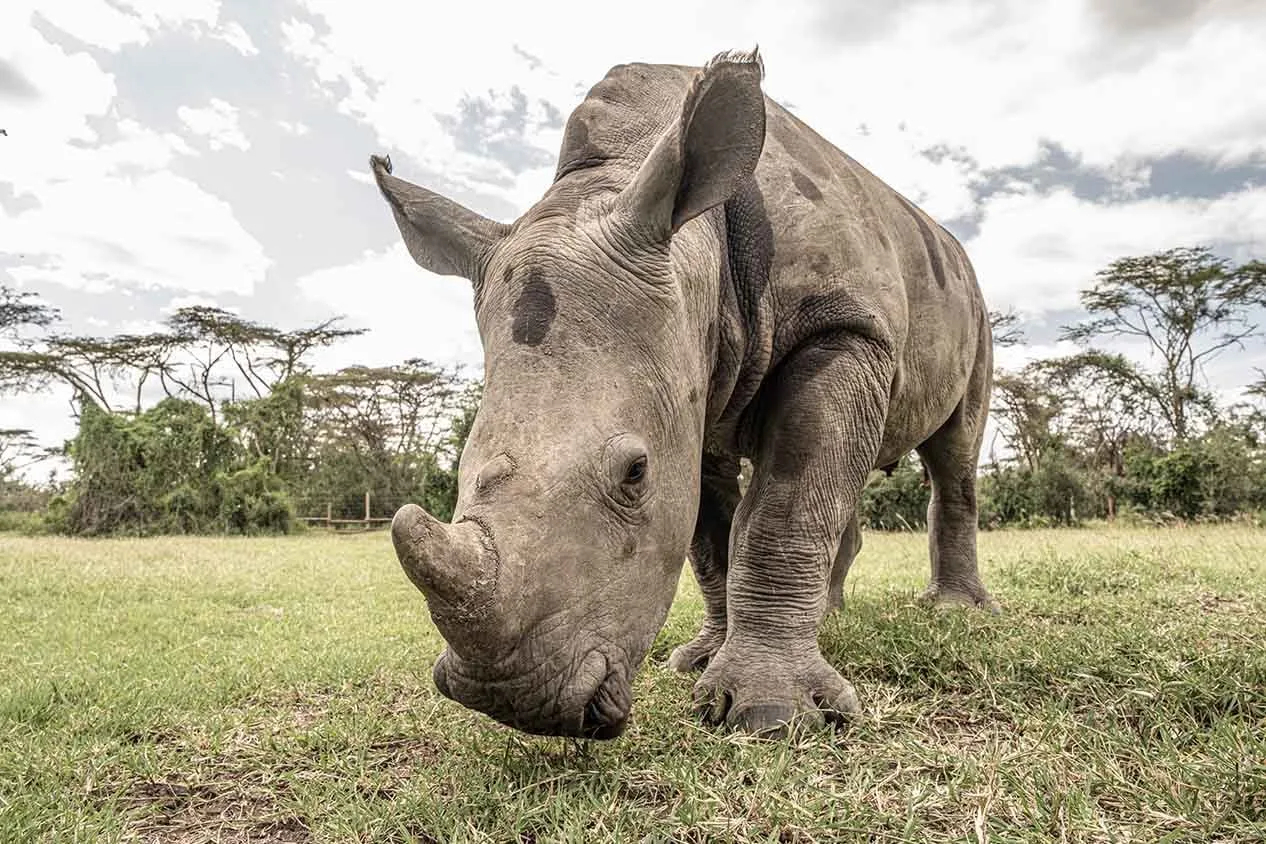 solio-lodge-ACTIVITIES-rhino