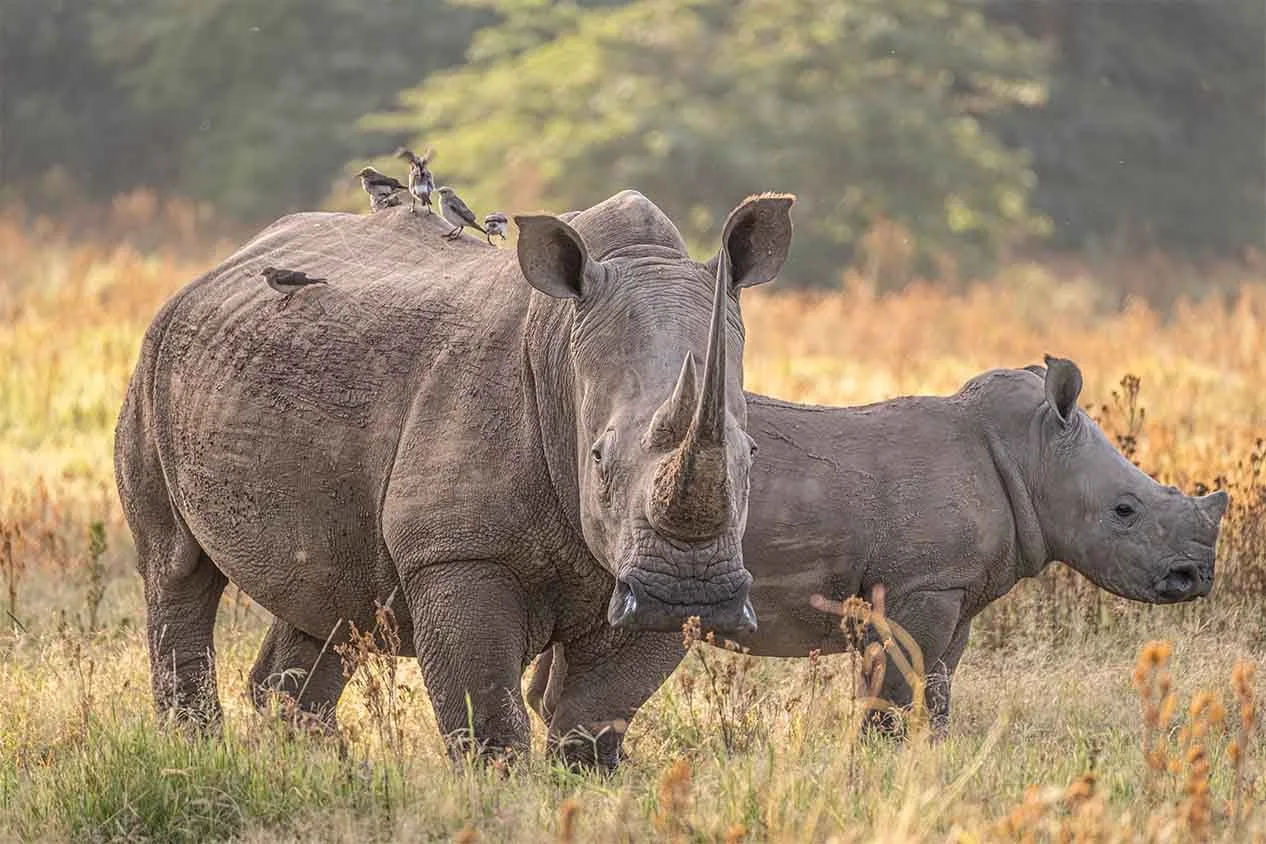 solio-lodge-ACTIVITIES-two-rhino