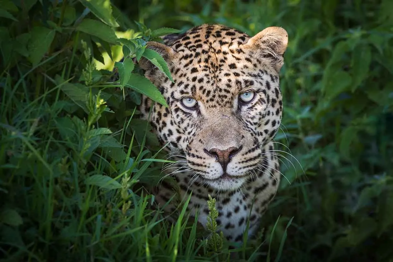 solio-lodge-WILDLIFE-GAME-DRIVES-lepoard