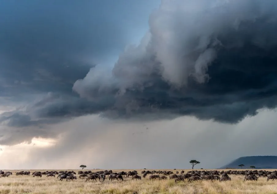 wildebeest-migration-masai-mara-1-904x633
