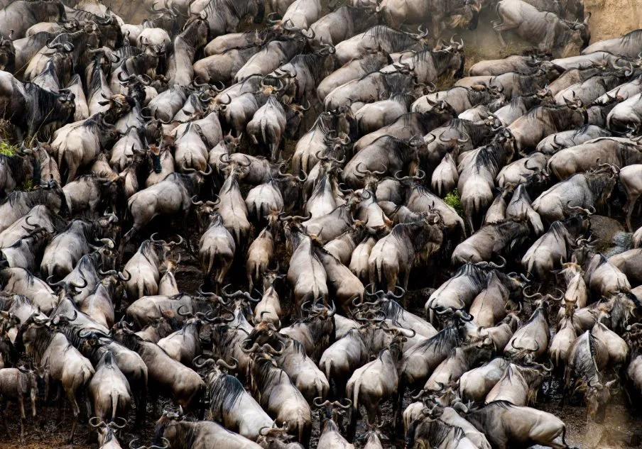 wildebeest-migration-masai-mara-3-904x633